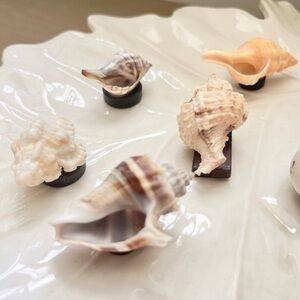 6 FLORIDA gulf shell magnets for fridge! Assorted Seashell Collection